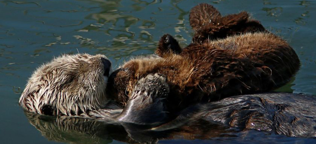 Morro Bay Otters