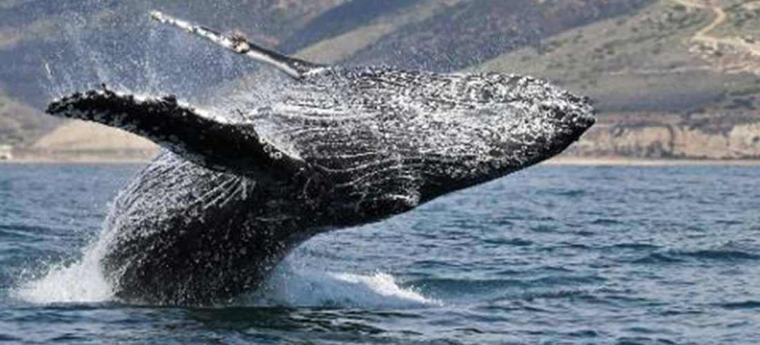 Morro Bay Whale